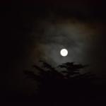 Cambria_0261 (November 04, 2017)